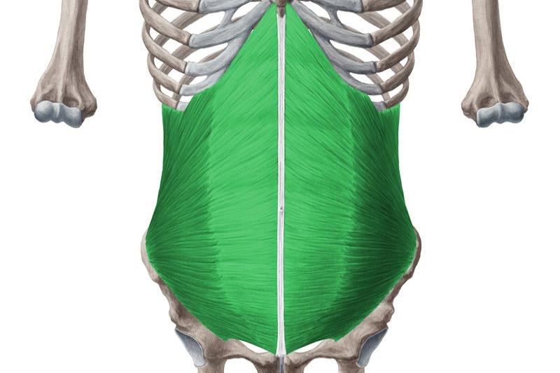 内斜肌解剖的图片