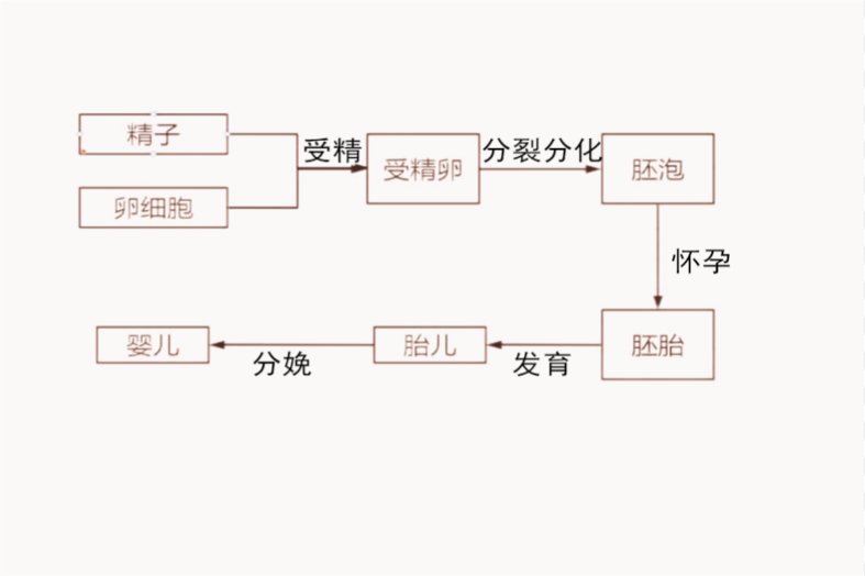 人的生殖思维导图