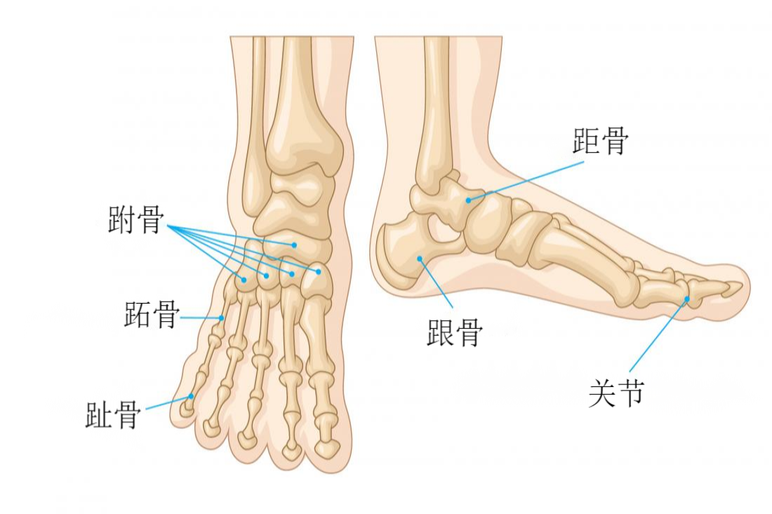 脚部骨头结构图片