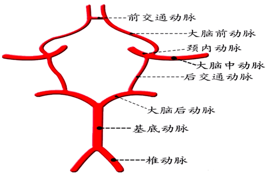 大脑动脉环图片