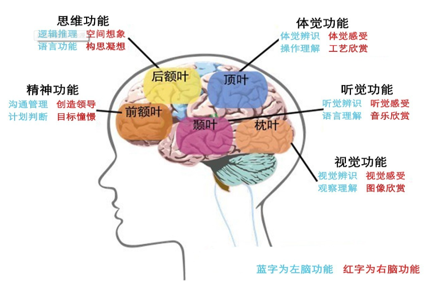 大脑功能图