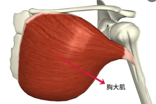 胸大肌图