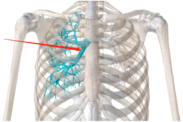 右主支气管图片
