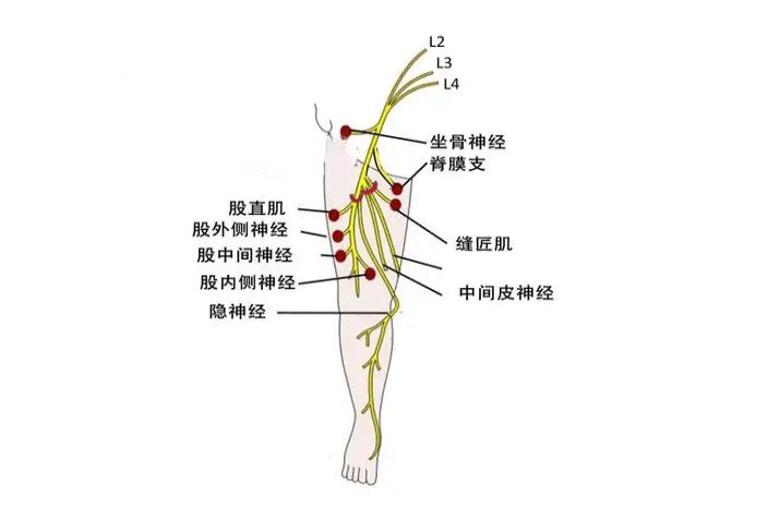 股神经分布图片