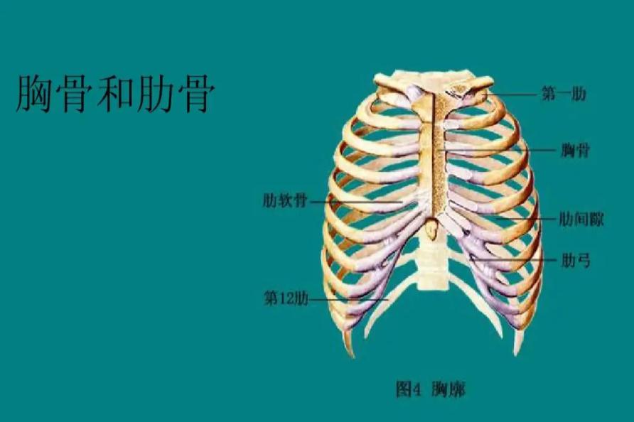 肋骨和胸骨的区别图