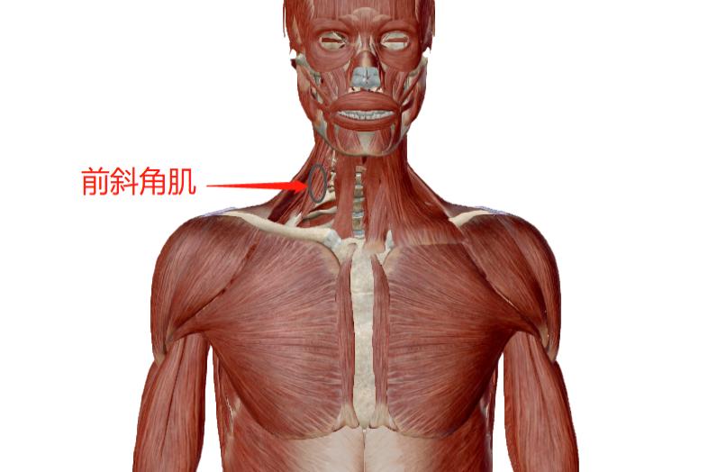 前斜角肌的图片