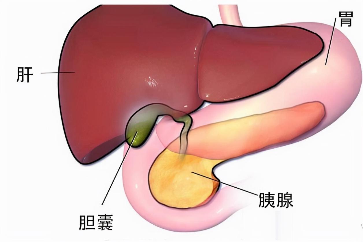 胰腺和肝脏的位置关系图片