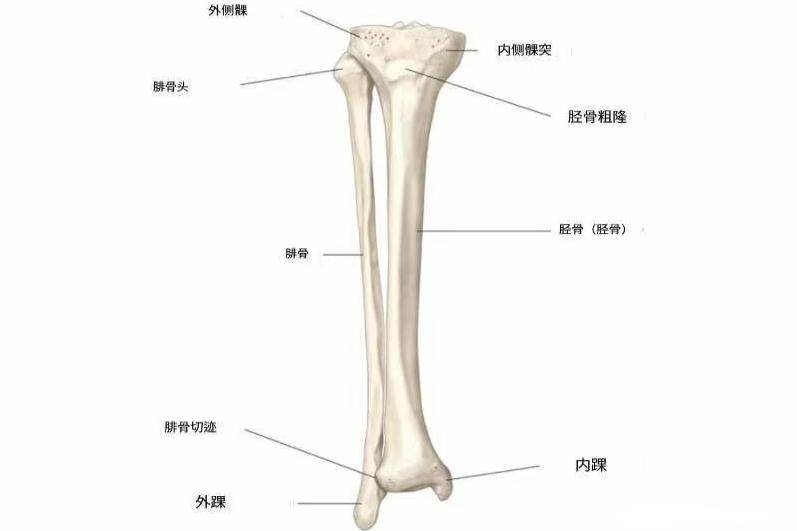 腓骨解剖图片