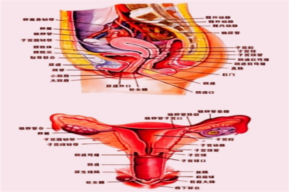 女性人体内脏解剖图