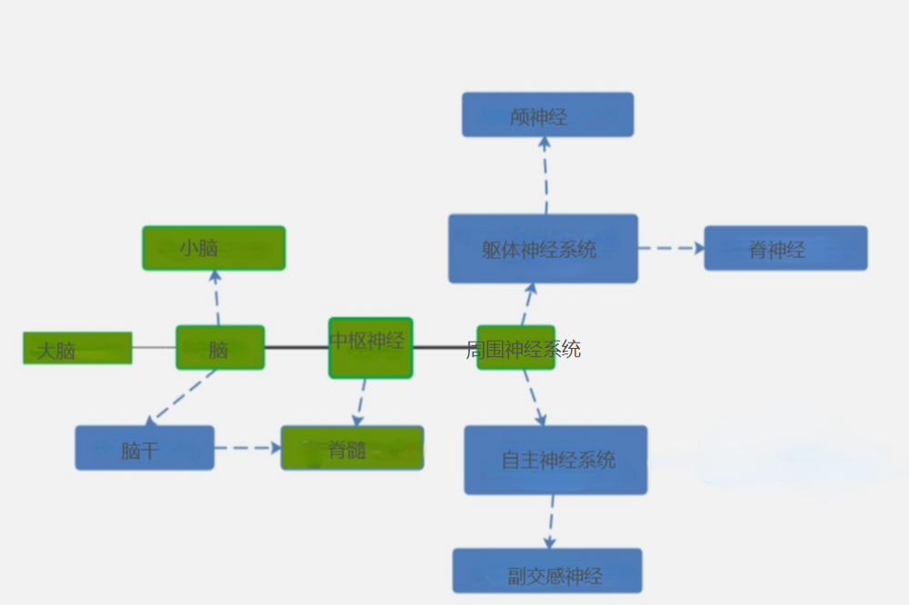 神经系统导图图片