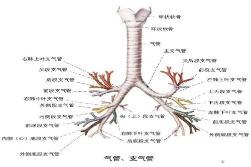 支气管分段图