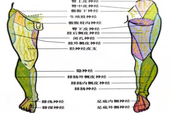 下肢神经支配区域分布图