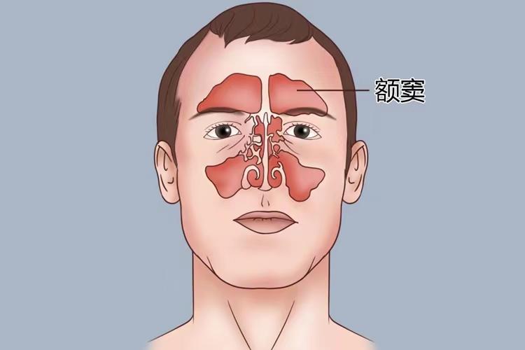 额窦的准确位置图