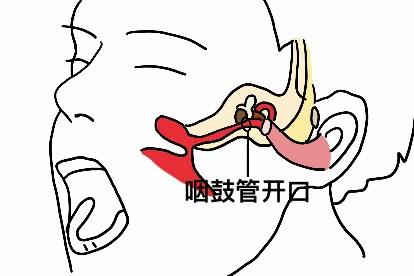 咽鼓管开口于鼻咽部位置图