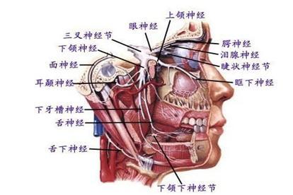面神经解剖图