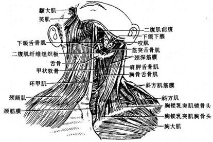 颈部肌肉结构图