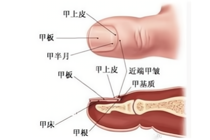 手指甲的结构及解剖图