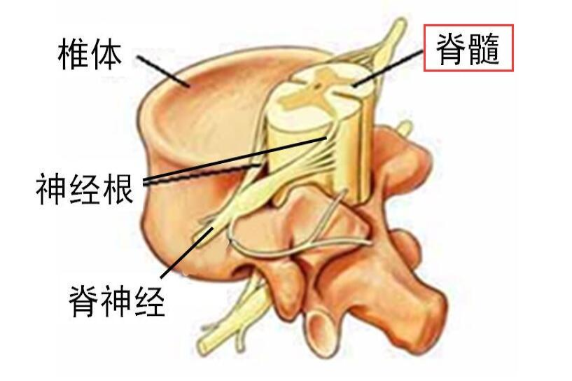 脊髓图片