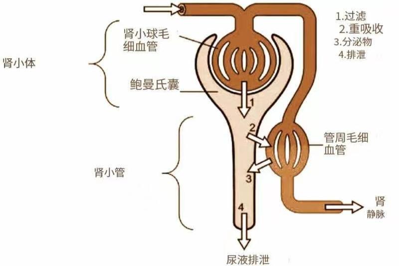 尿液的形成示意图