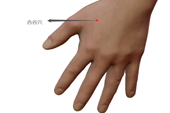 合谷穴位置