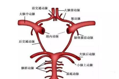 大脑动脉环图片