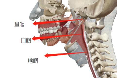 喉腔三部分的解剖图片