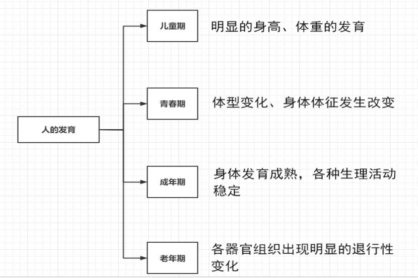 人的发育思维导图