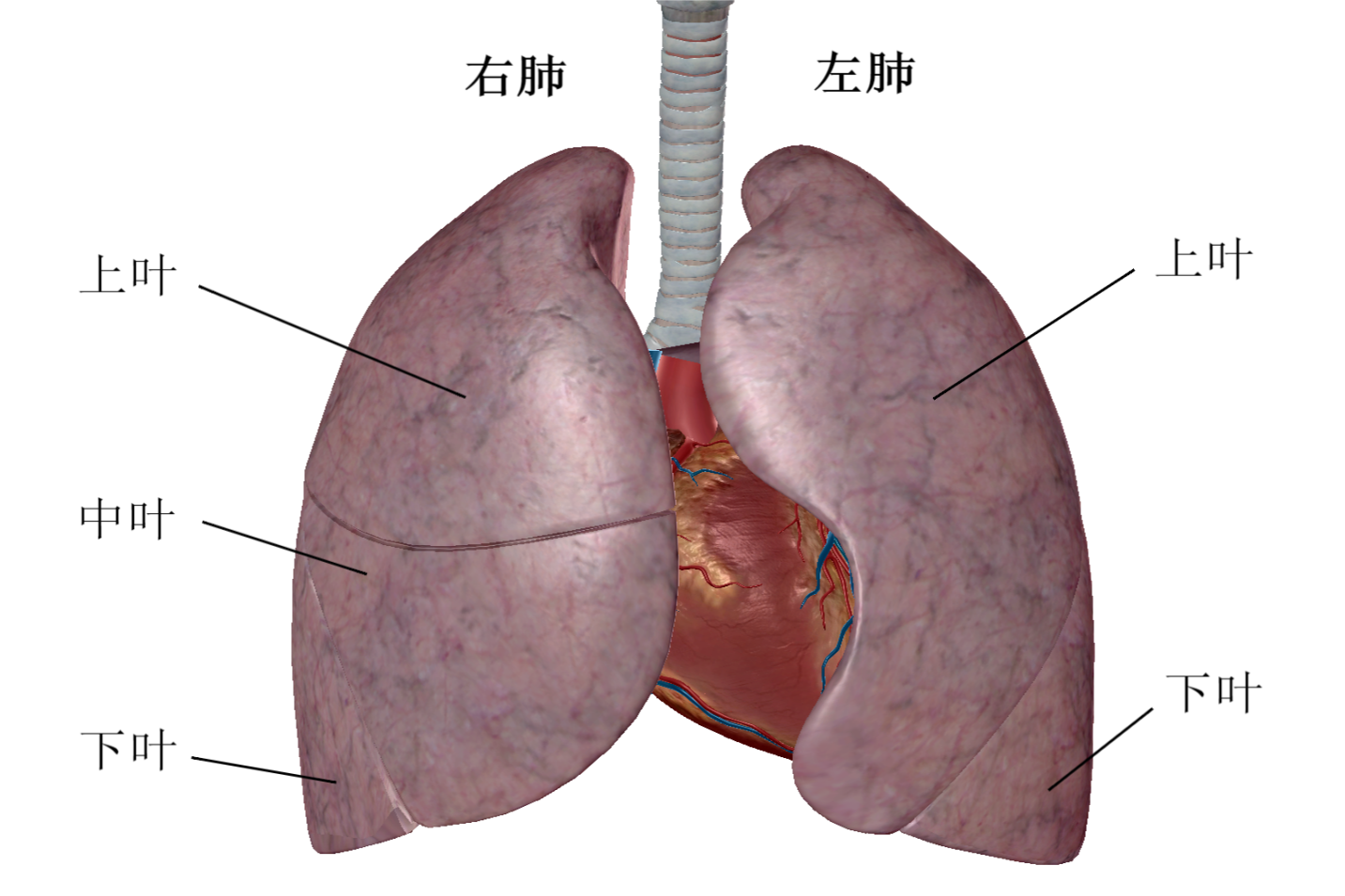 肺部的分页图片