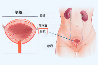 女性膀胱的位置图