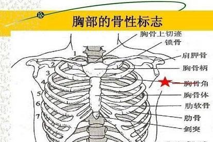 胸骨位置图片