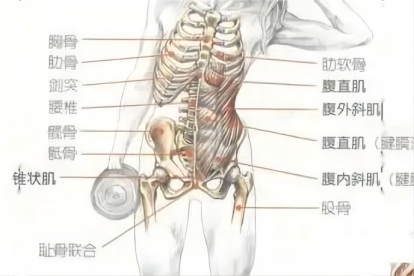 女性肌肉分布图