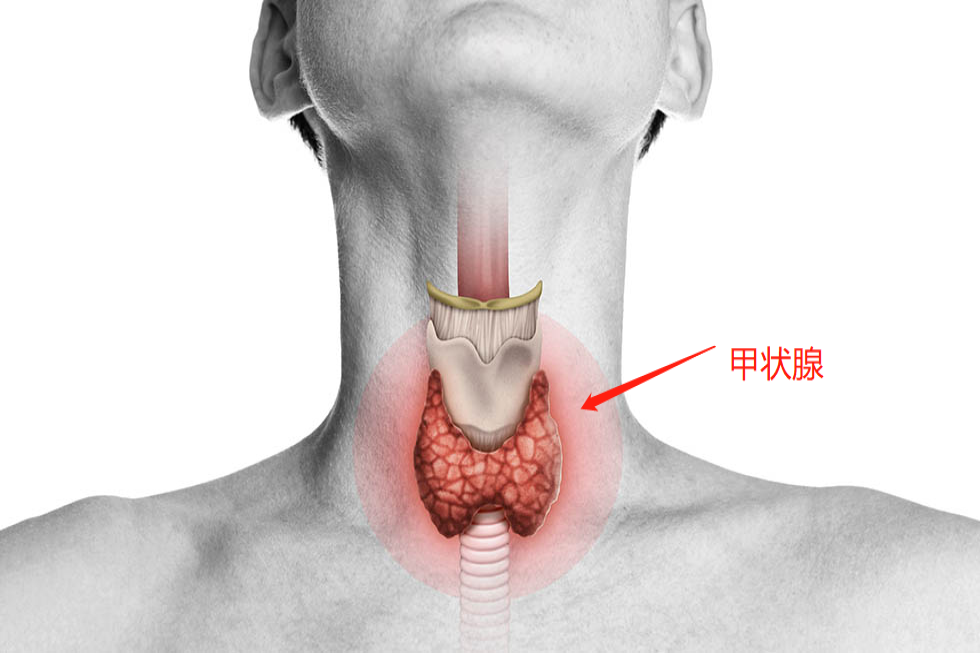 女性甲状腺位置图