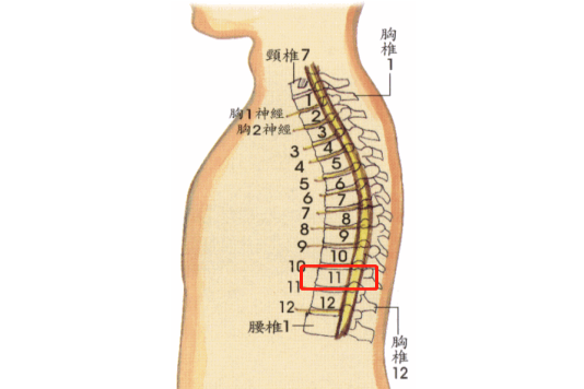 胸椎11节位置图片