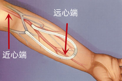 近心端和远心端位置
