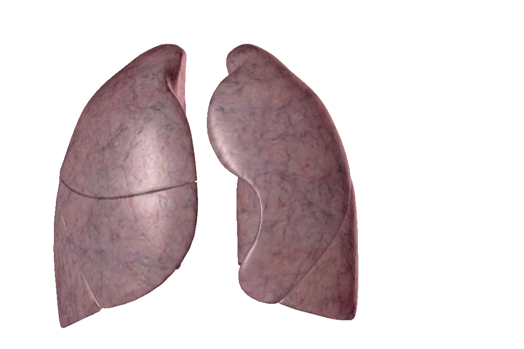 肺的图片