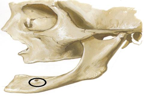 下颌孔的位置示意图