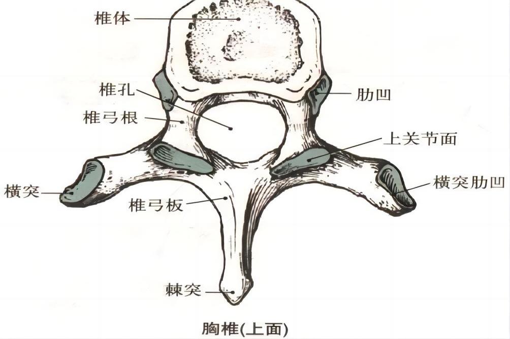 人体胸椎结构图图片