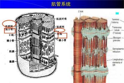 肌管系统结构图片