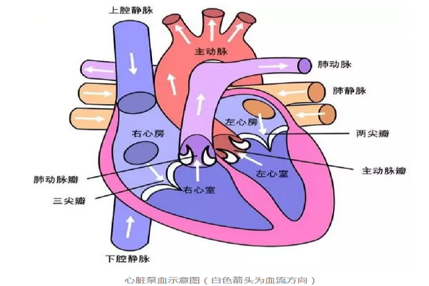 心脏泵血过程简易图解