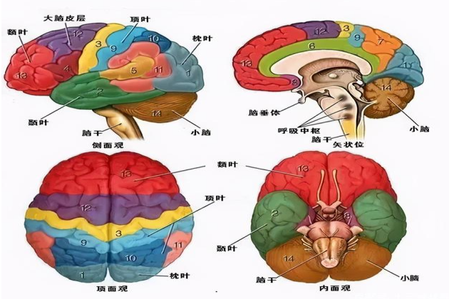 大脑结构图