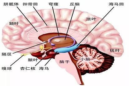 大脑的结构图