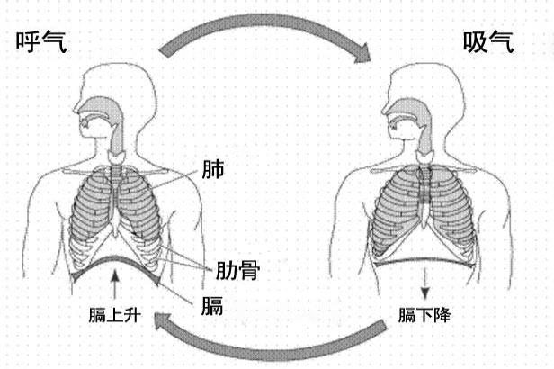 人体呼吸过程示意图