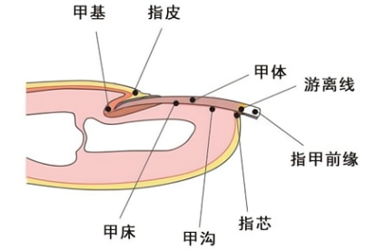 手指甲的结构及解剖图