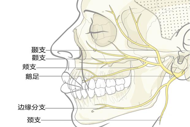 面神经分支及分布图图片