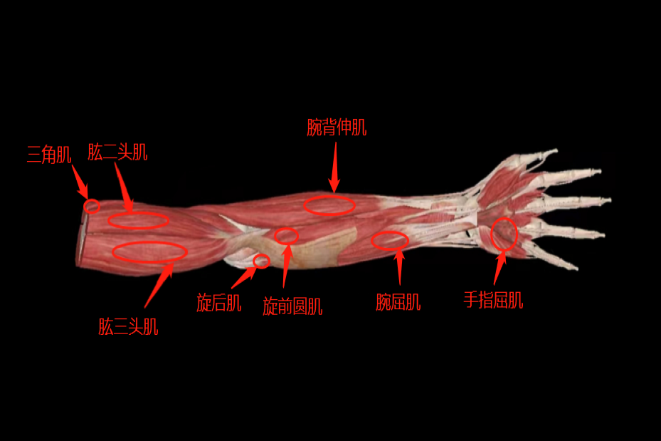 手臂肌肉分布的图片