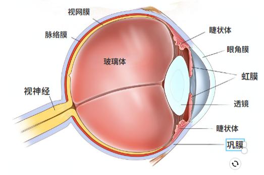 眼球构造图片