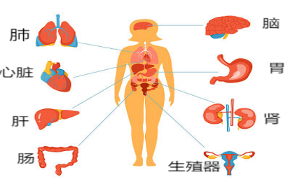 身体结构图女性图片