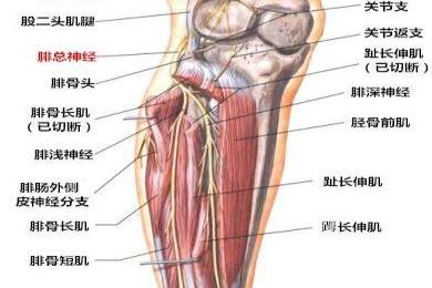 腓浅神经结构图片