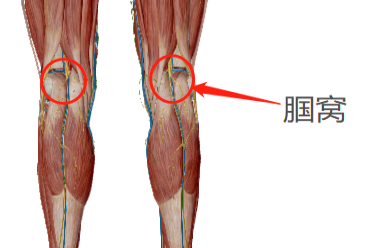 腘窝解剖图片