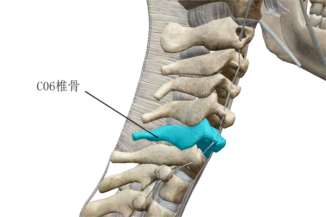 第六颈椎位置图片
